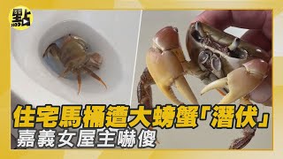 【每日必看】新鮮直送!嘉義住宅馬桶 遭大螃蟹\