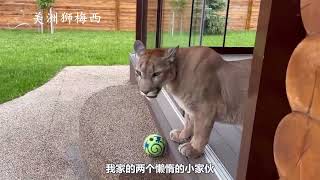 7岁家养美洲狮想要亲吻猎豹，不料猎豹一回头，场面搞笑了