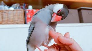 羽繕い中の文鳥  どさくさに紛れてお胸を触ると…    java sparrow