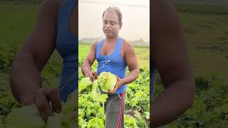 Iceberg lettuce #lettuce #cabbage #salad #nature #farming #agriculture @Matirkatha-farmer #video