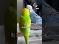 セキセイインコ雛の鳴き声が美声すぎたのに今や騒音　 セキセイインコ インコ インコ兄弟 セキセイインコ雛 鳴き声 癒し birds shorts budgies