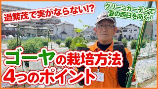 5月植えにおすすめ！大人気の夏野菜の風物詩ゴーヤ栽培の4つのポイント！？初心者でも簡単な園芸ネットの使い方のコツを解説！植え方も紹介【家庭菜園】【過繁茂】【グリーンカーテン】