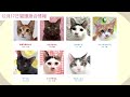 【まいネコ🐈】12月17日猫譲渡会情報