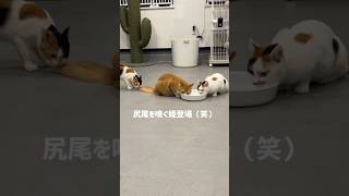 こっそり姫#さかがみ家 #保護犬 #保護猫 #cat #dog #坂上家