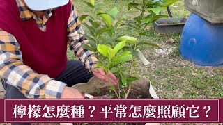 檸檬怎麼種？平常怎麼管理？ | 阿星種植