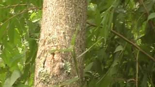 Tree of Heaven identification ( Ailanthus altissima ) video