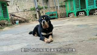 Tibetan Mastiff  dogs | 想了解藏獒的生育规律？那就认真看完这个视频会得到答案