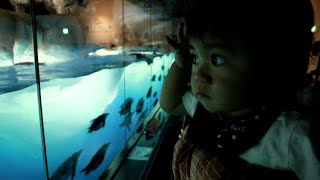 【パル散歩】1歳2ヶ月の赤ちゃんと行く、名古屋港水族館