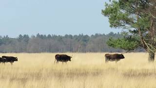 Maashorst Uden Tauros groep lopend richting Zeeland 2