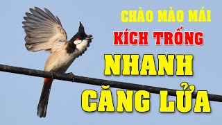 CHÀO MÀO MÁI KÍCH TRỐNG CĂNG LỬA  - CÁCH KÍCH LỬA CHÀO MÀO SỔ BỌNG HÓT CHÉ #chàomàohót