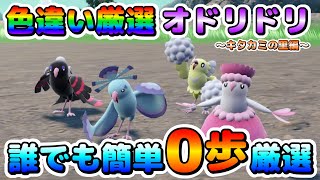 【色厳選】オドリドリの色違い厳選はキタカミの里でも簡単に出来る！大量発生無しで誰でも歩かず厳選可能！【ポケモンSV】