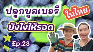 ปลูกบลูเบอรี่ ในไทยยังไงให้รอด มือใหม่หัดปลูก เบอรี่สวนนนท์ Berrynon \u0026 ประโยชน์ของบลูเบอรี่ Ep.23