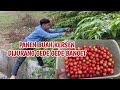 PANEN BUAH SERI DIJURANG GEDE GEDE | Yessi Official