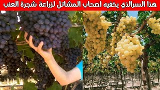 هذا السرالذي يخفيه اصحاب المشاتل لزراعة شجرة العنب - والسر وراء زيادة انتاج العنب