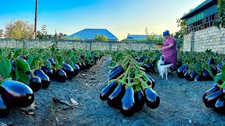 Mix of Eggplant and Fruit Harvest | Grandma Cooked a Huge Turkey in the Tandoor for Lunch