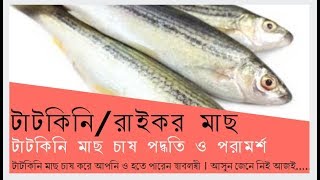 Tatkini Fish Farming ।। টাটকিনি মাছ চাষ করে নিজেকে স্বাবলম্বী করুন ।। খামার বাড়ি