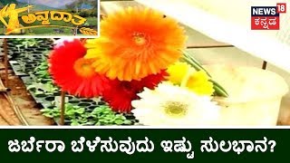 ಅನ್ನದಾತ | Do You Know How To Grow Gerbera Plant?