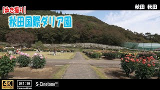 【Japan Walking Trip】2024 Akita International Dahlia Garden @ Akita Akita 4K (21:9)