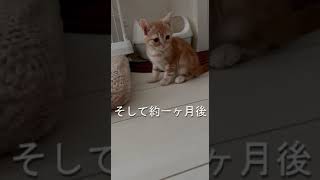 一ヶ月で猫ちゃんは成長する！ふう～っ♪ってなってました #shorts  #子ネコ #スコティッシュフォールド #ネコ #猫生活 #家猫