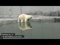 アザラシプール清掃中で少し退屈なホッキョクグマ【リラ】ミニ牛骨で軽く遊ぶ polar bears life