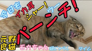 私にだけなつかない保護猫モカちゃん今日もスコ耳でパーンチ!の猫じゃらしタイムがこちらです😸2022/04/25【保護猫 なつくまで】