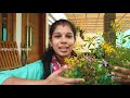 galphimia plant care golden thryallis gardening malayalam shilpazz thattikootu