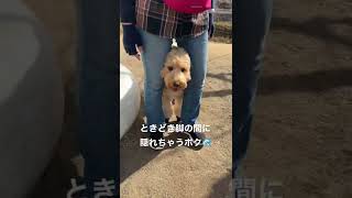 ららぽーと豊洲のドッグランに行ったよ2022.2月#labradoodle #ラブラドゥードル #大型犬 #dog  #shorts