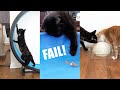 Cats vs Fish, Ice Ball & Treadmill - Cole and Marmalade