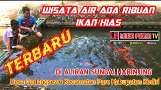 Wisata Air Ada Ribuan Ikan Di Sungai Harinjing Desa Gedangsewu Pare