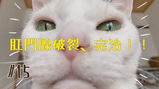 【闘病について】#15 肛門腺破裂、完治！！【猫の肛門嚢炎】【ダブルキャリア】