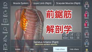 前鋸筋の解剖学:動作、神経、血管、つながりについて解説してみた