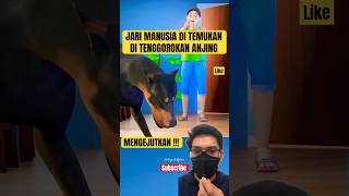 MENGEJUTKAN: Jari Manusia Di Temukan Di Tenggorokan Anjing!