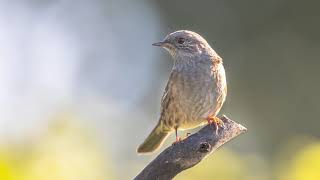 The song of the Dunnock - Nature and birds sound | 10 Hours