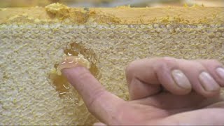 Sioux Honey Celebrates 100 Years