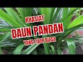 Rahasia Khasiat Daun Pandan: Fakta Unik, Manfaat, dan Pandangan Islam | Aam Daily