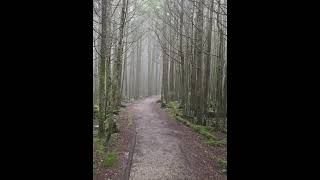 Hiking Through Eerie Woods in a Cloud on Deep Gap Trail in North Carolina