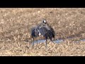 4k Żurawie przydrożne roadside cranes grus grus