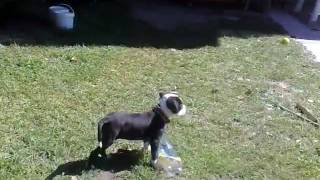 Pitbull Apollo Fight