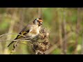 بتبتة انتى الحسون ستكشف اذا كان حسونك جاهز للتزاوج goldfinch mp3