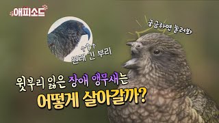 [애피소드] 윗부리 잃은 ‘장애’ 앵무새는 어떻게 살아갈까?