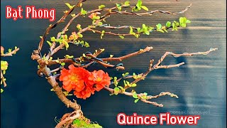 @bonsaichaunguyen Double take Orange quince flower, Double take scarlet quince, flowering quince