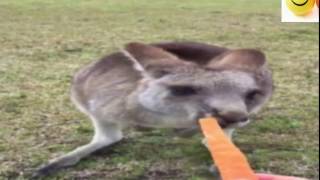 당근의 맛을 알고 놀란 호주 왈라비 Wallaby found the taste of the carrot.