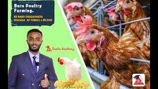 BARASHADA DHAQASHADA DIGAAGA / Ku Baro Af - Somali Poultry Farming