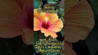 கலர் செம்பருத்தி. தோட்டக்கலை ர.குமரவேல் #shortsfeed #shortvideos #shortsviral #சார்ட்ஸ் #shorts