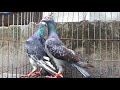 রেসার বনাম হোমা কবুতর racer pigeons vs homa pigeons by teach al amin