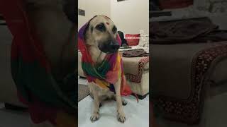 M bahut Intelligent hu na | panti rocked 😊🤣 pati shocked #funny #comedy #couple #dog #gsds