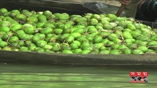 আমড়ার বাম্পার ফলন ঝালকাঠিতে, দাম পাওয়ায় খুশি চাষিরা