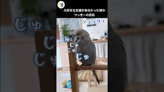 大丈夫だ！笑笑#ほっこり#おしゃべり#インコ#shorts