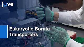 Eukaryotic Borate Transporters Characterization | Protocol Preview