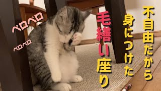 二本足の毛づくろいが、可愛過ぎた子猫